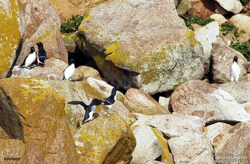 Pingouin tordaadulte transition, habitat