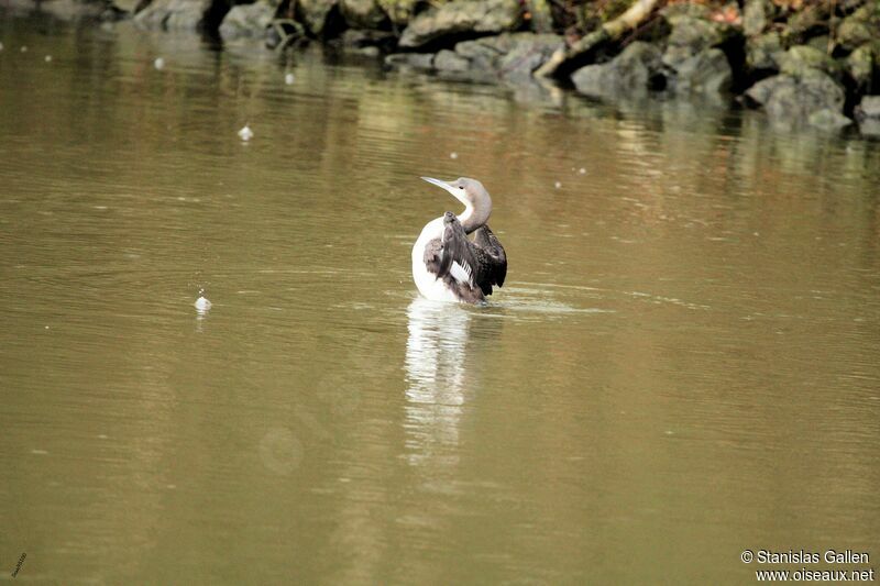 Black-throated Loonadult transition, swimming