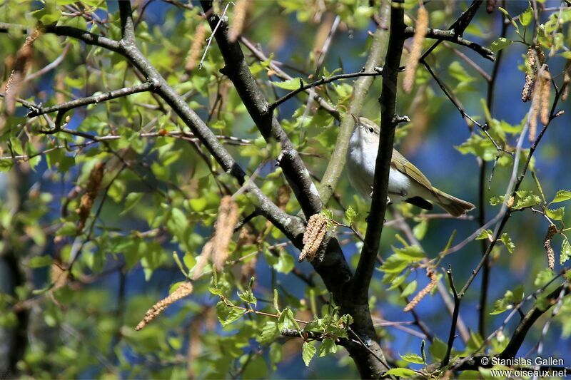 Western Bonelli's Warbler male adult breeding, song