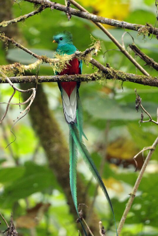 Resplendent Quetzal male adult breeding, close-up portrait