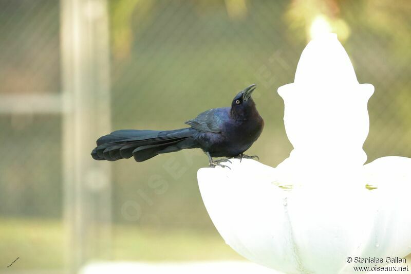 Great-tailed Grackleadult, drinks