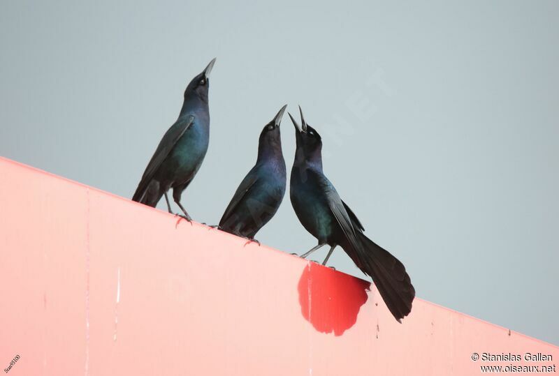Boat-tailed Grackleadult breeding