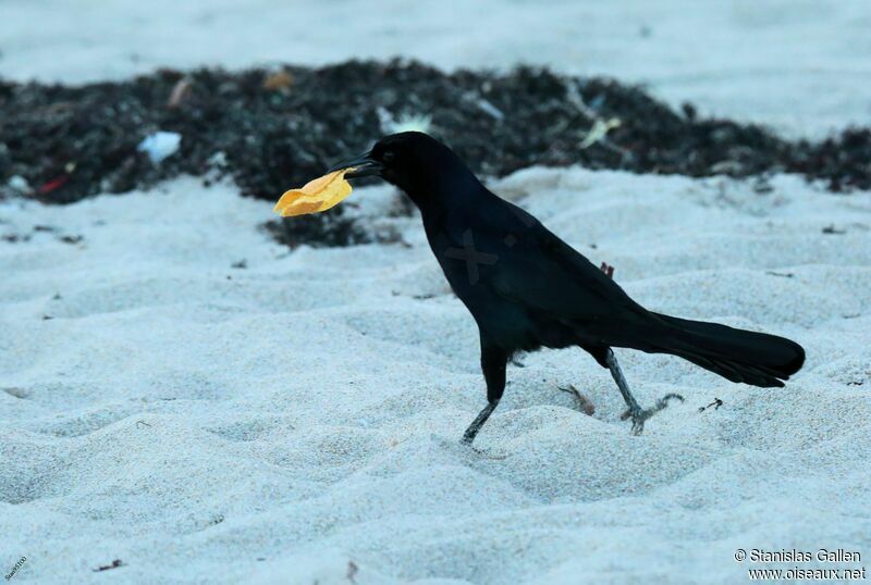 Boat-tailed Grackleadult