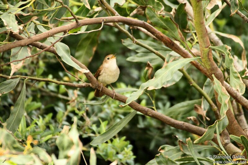 Common Nightingale male adult breeding, Reproduction-nesting