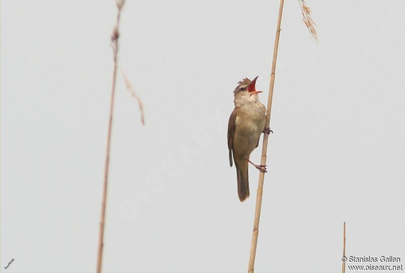 Great Reed Warbler male adult breeding, song