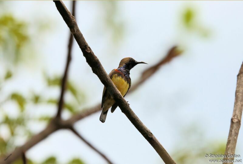 Garden Sunbird male adult