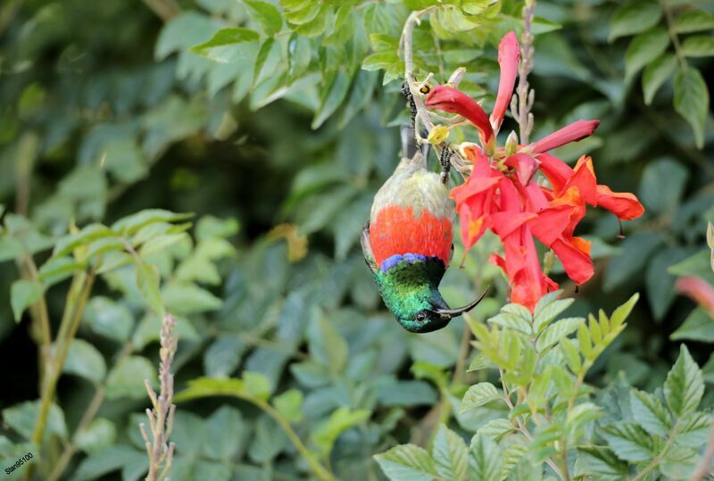 Greater Double-collared Sunbird male adult breeding, eats