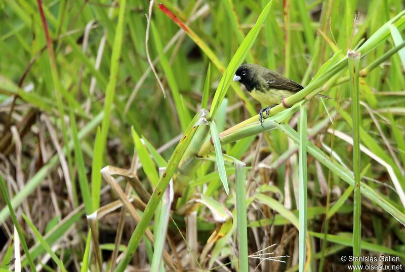 Yellow-bellied Seedeater male adult breeding