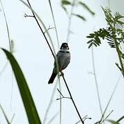 Wing-barred Seedeater (murallae)