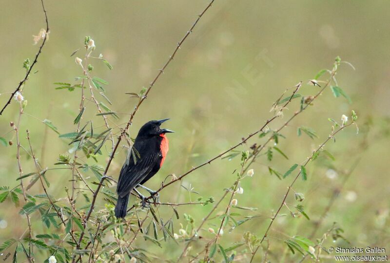 Red-breasted Blackbirdadult breeding, song