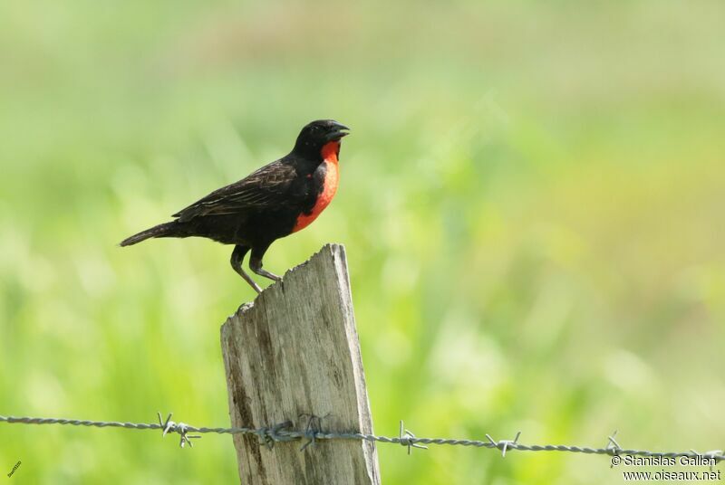 Red-breasted Blackbirdadult breeding