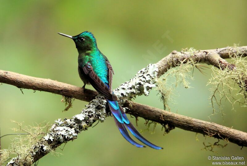 Long-tailed Sylph male adult breeding