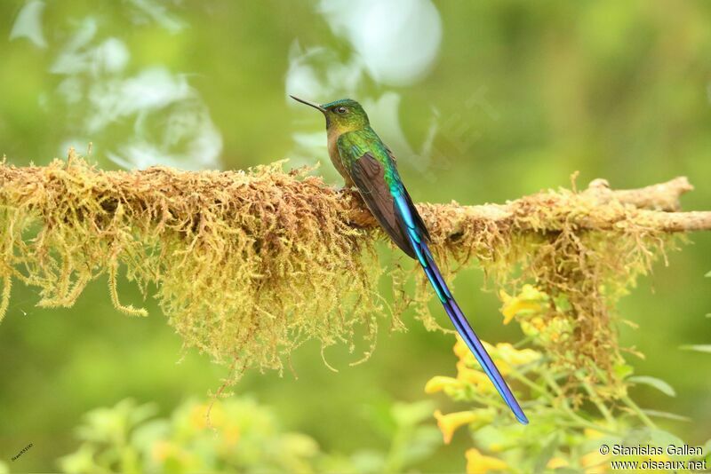Violet-tailed Sylph male adult breeding