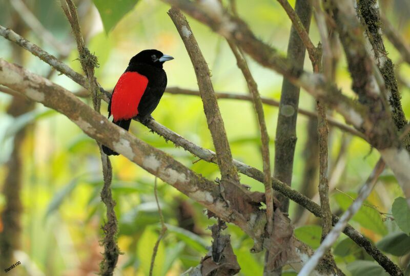 Scarlet-rumped Tanager male adult breeding