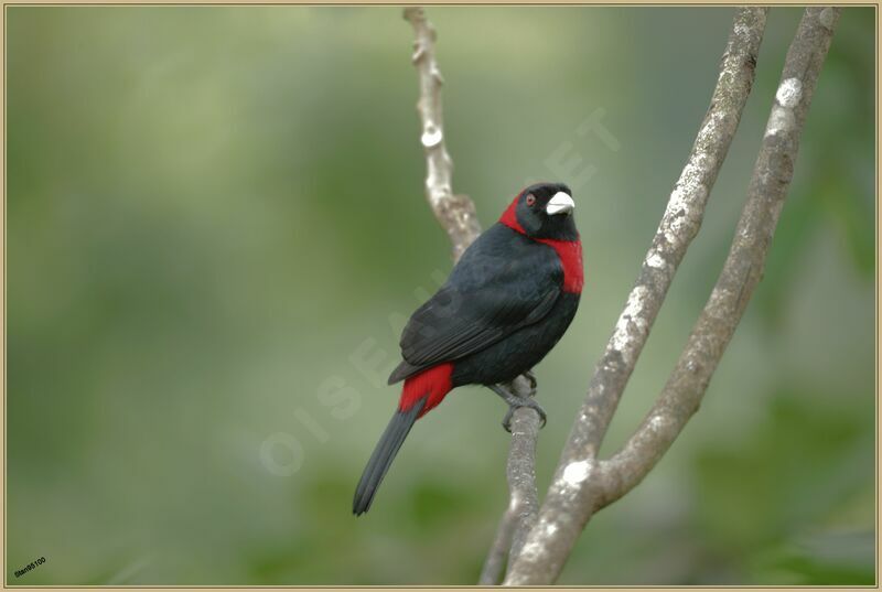 Crimson-collared Tanager male adult breeding
