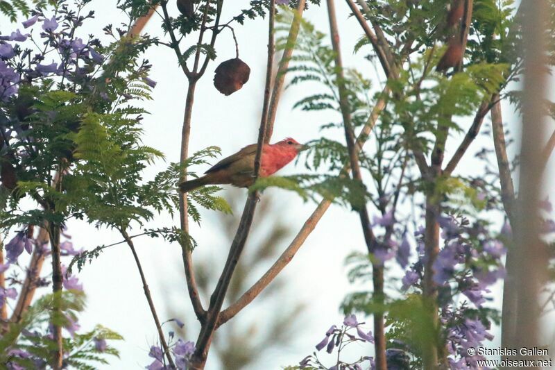 Summer Tanager male First year