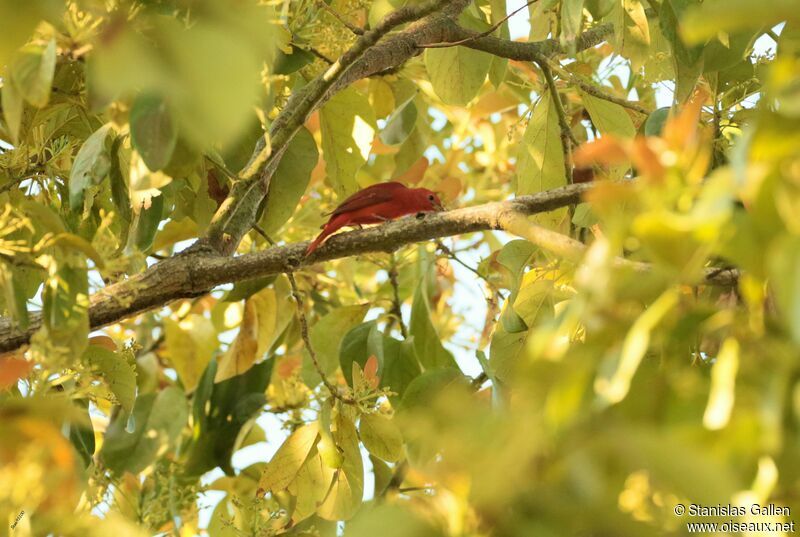 Summer Tanager male adult breeding