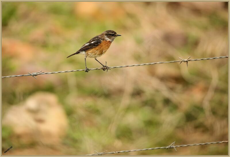 African Stonechat male adult transition