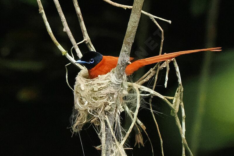 Red-bellied Paradise Flycatcher male adult breeding, Reproduction-nesting