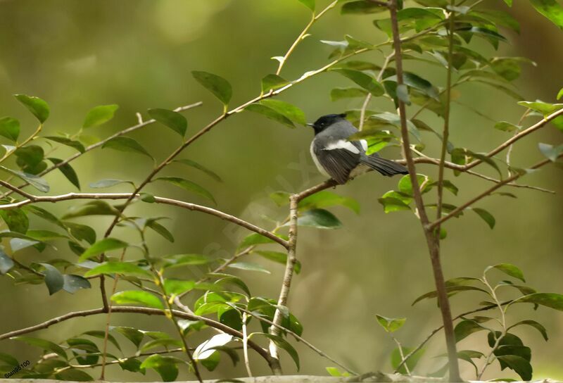 Blue-mantled Crested Flycatcher male adult breeding, courting display, song