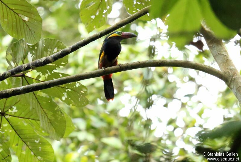 Golden-collared Toucanet male adult breeding, courting display