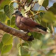 Red Collared Dove