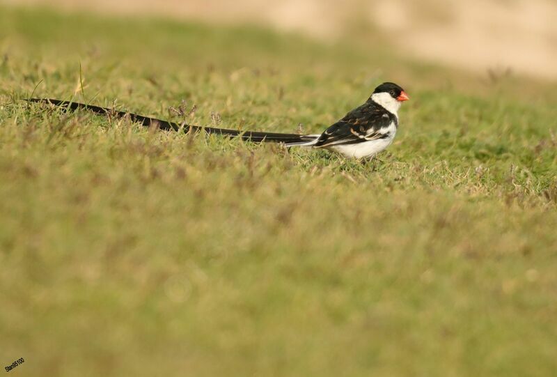 Pin-tailed Whydah male adult breeding, eats