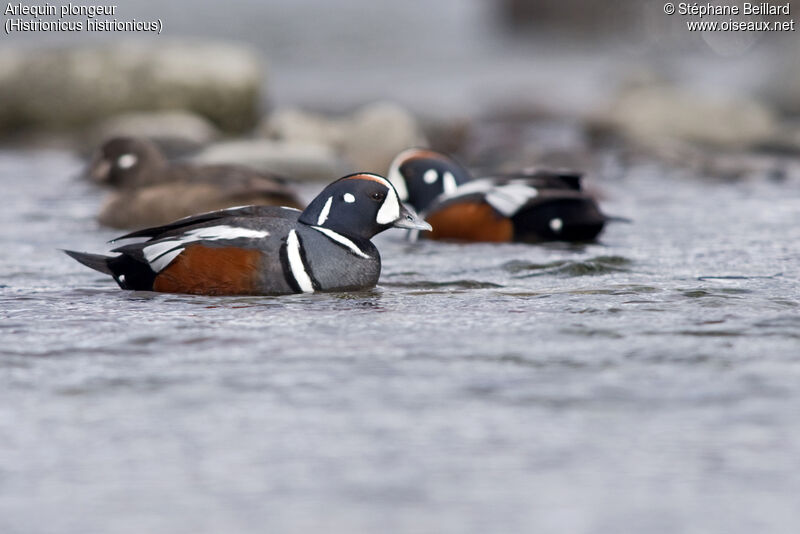 Harlequin Duck male adult, swimming