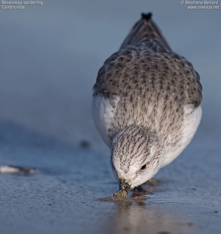 Bécasseau sanderling
