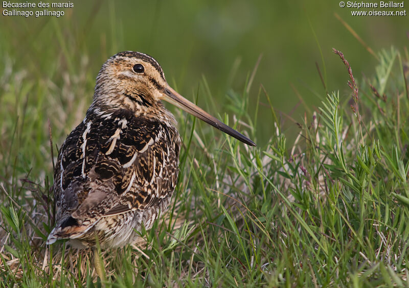Common Snipe male adult