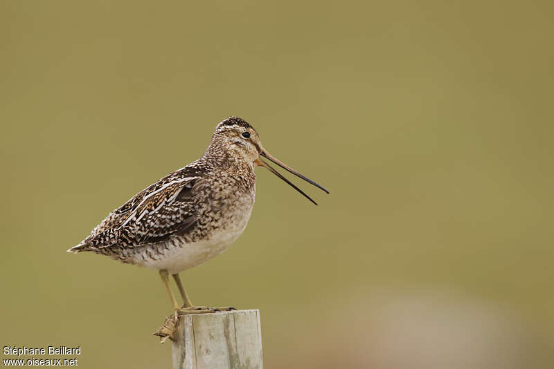 Common Snipe male adult, song