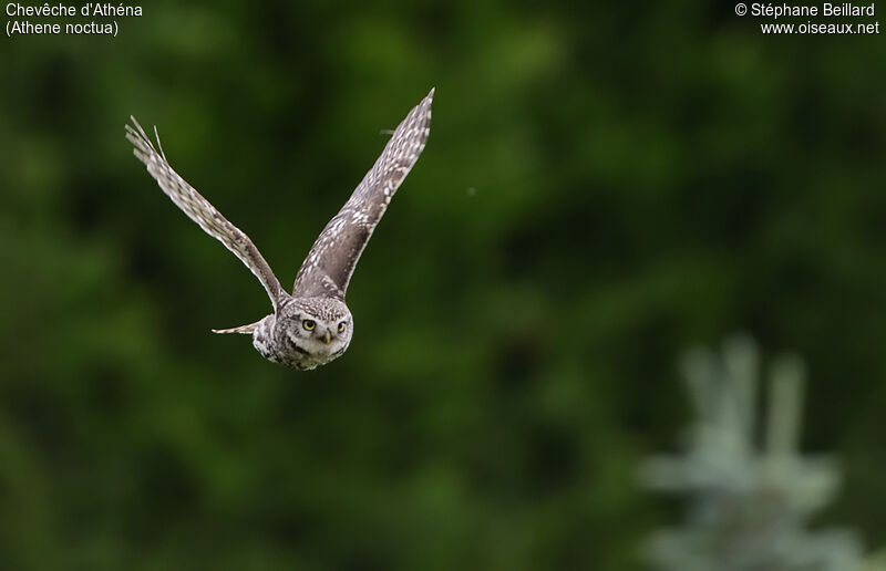 Little Owl, Flight
