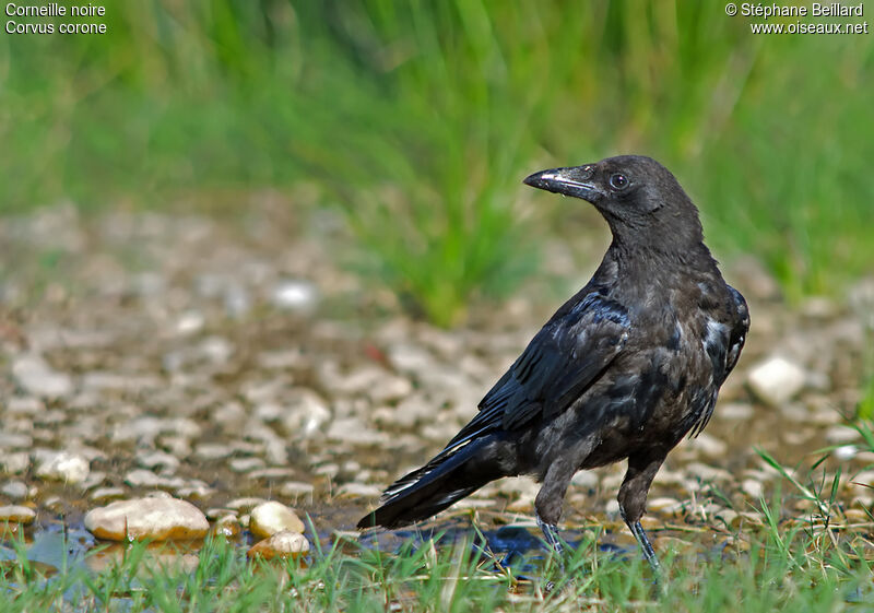 Carrion Crowimmature