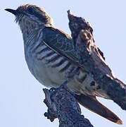 Horsfield's Bronze Cuckoo