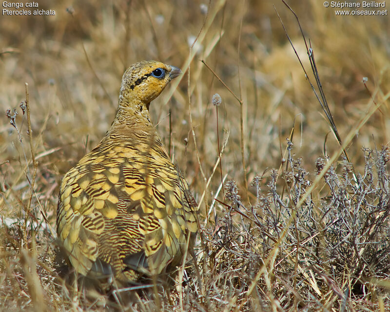 Pin-tailed Sandgrouse male adult