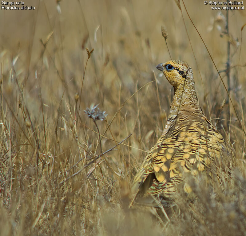 Pin-tailed Sandgrouse male adult