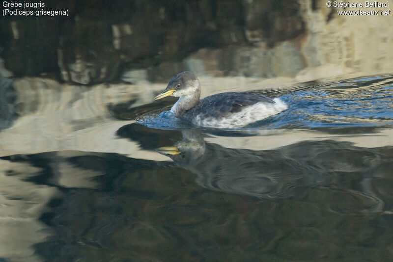 Red-necked Grebe, swimming