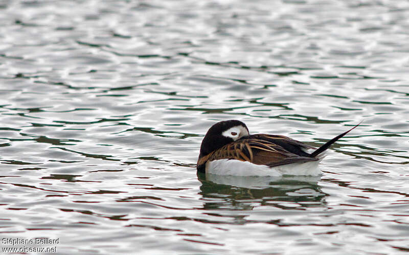 Long-tailed Duck male adult breeding, Behaviour