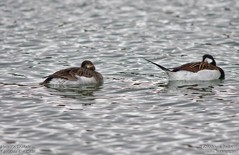 Long-tailed Duck adult