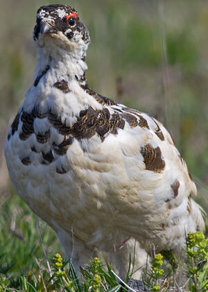 Rock Ptarmigan 
&copy; St�phane Beillard