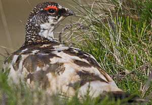 Rock Ptarmigan 
&copy; St�phane Beillard