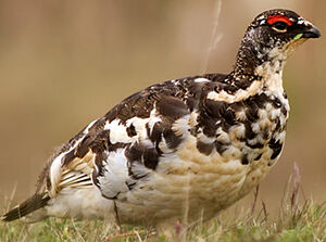 Rock Ptarmigan 
&copy; St�phane Beillard
