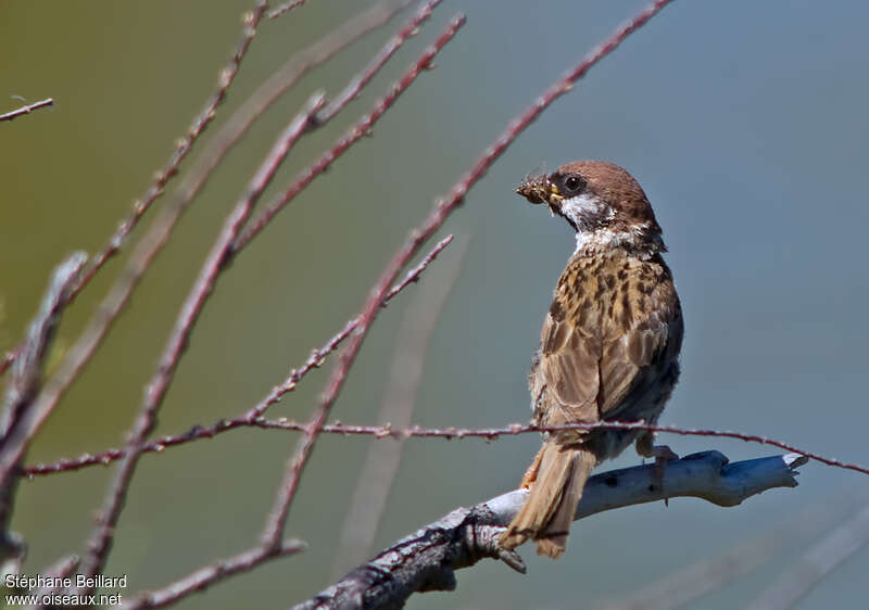 Eurasian Tree Sparrowadult, feeding habits