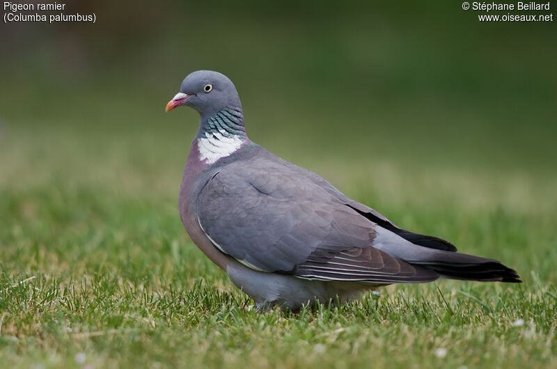 Common Wood Pigeon