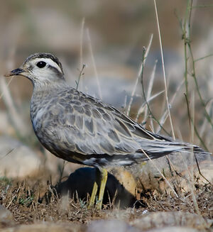 Eurasian Dotterel