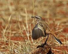 Kalahari Scrub Robin
