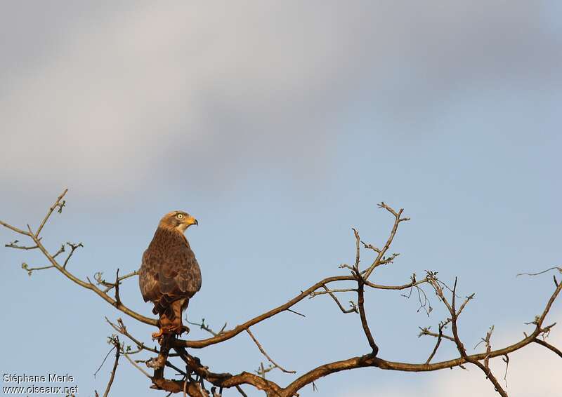 African Hawk-Eaglejuvenile, identification