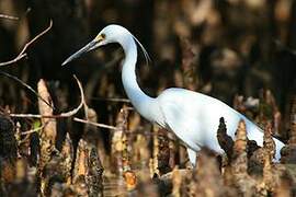 Dimorphic Egret