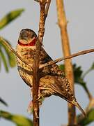 Cut-throat Finch