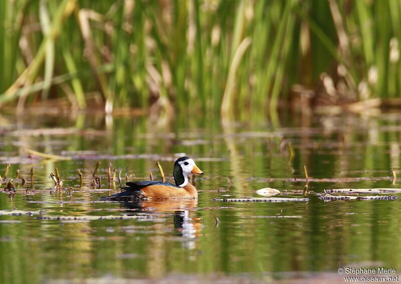 African Pygmy Goose male adult